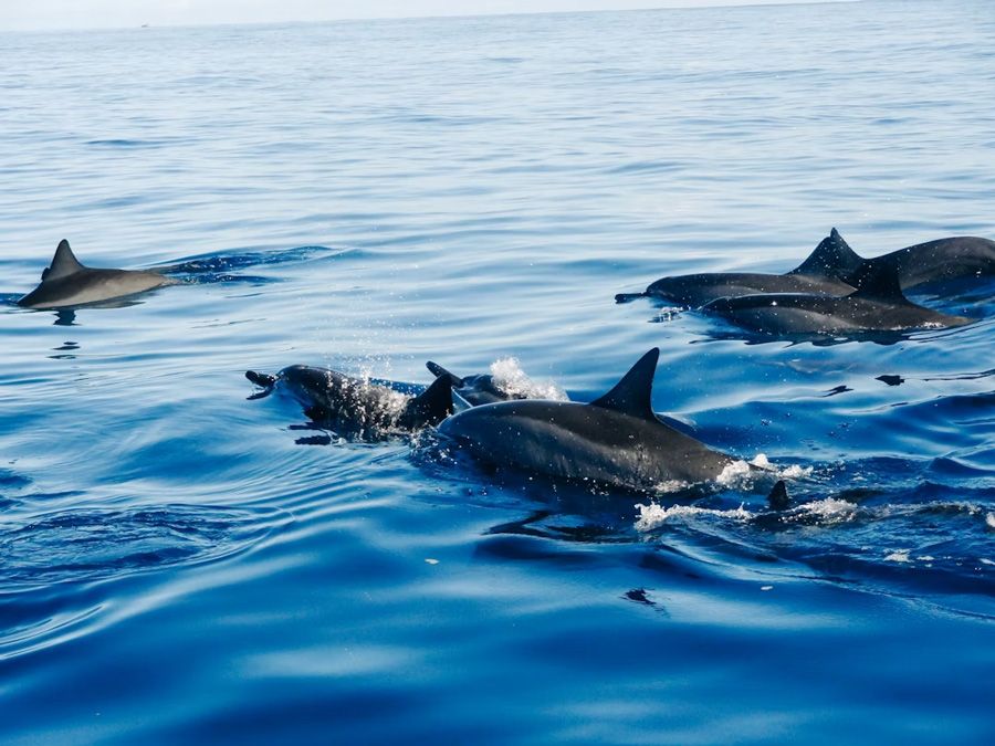 Mauritius-dolphins.jpg