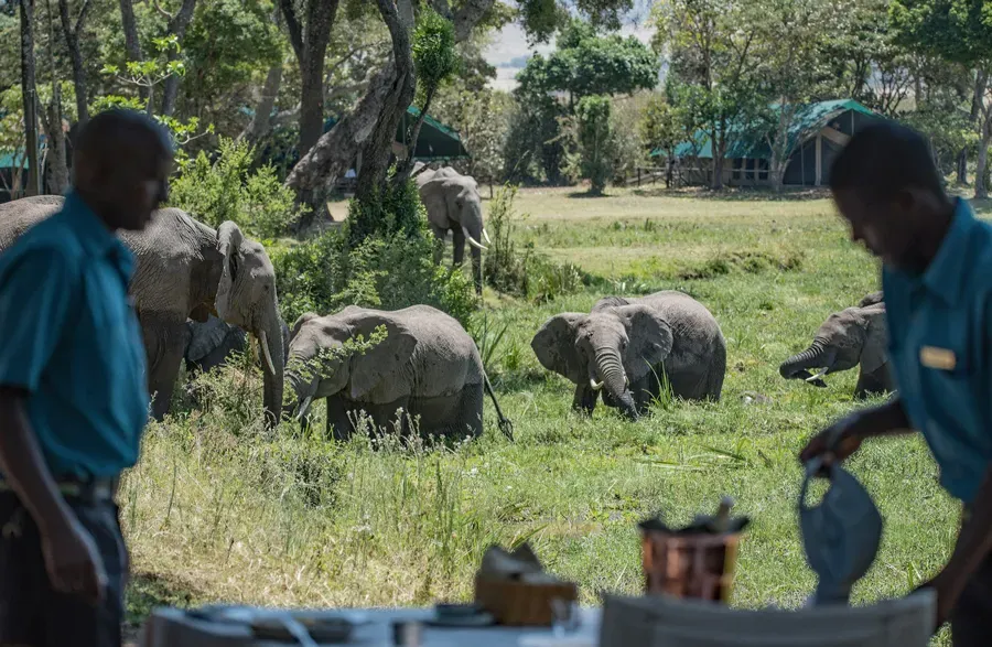 Safari.webp