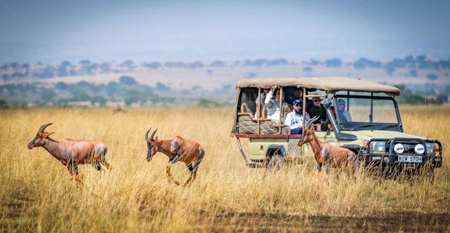 safari-2.jpg