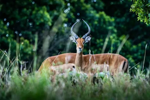 Wildlife photography at the Maasai Mara National Reserve